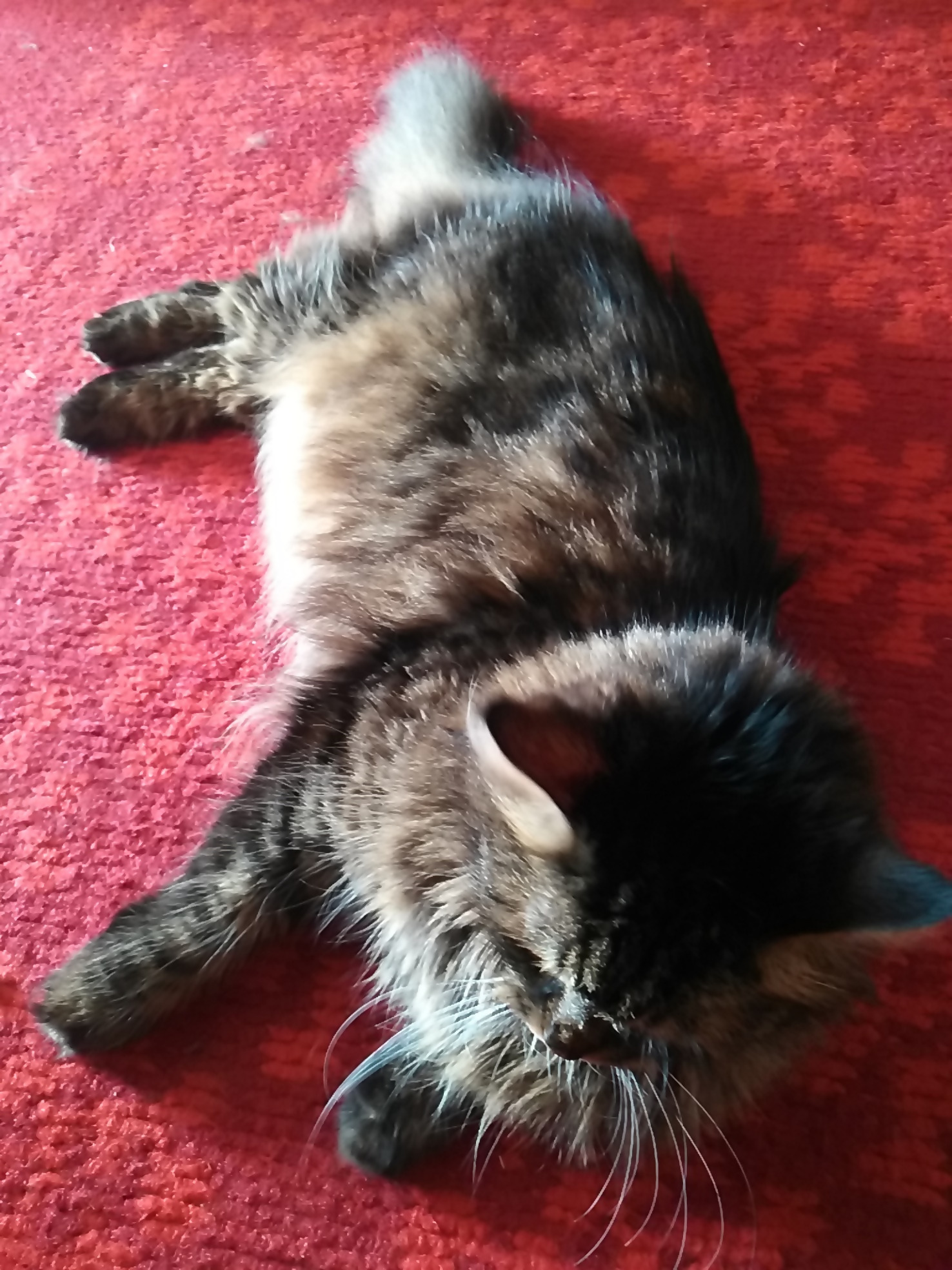 A Norwegian Forest Cat on a carpet