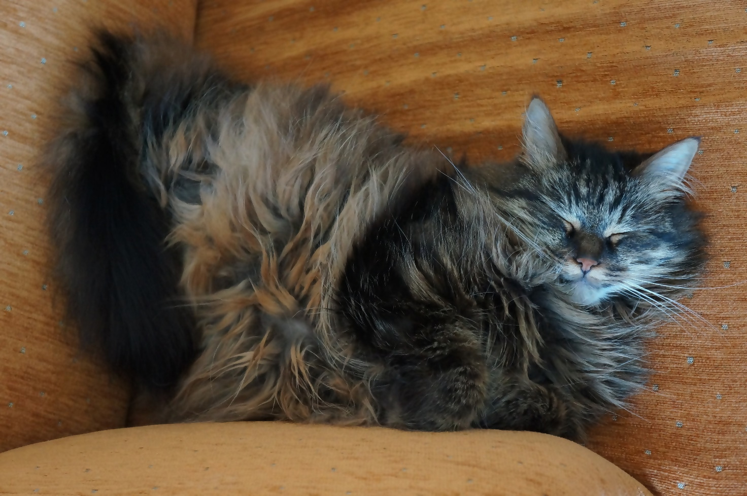 A Norwegian Forest Cat on a sofa